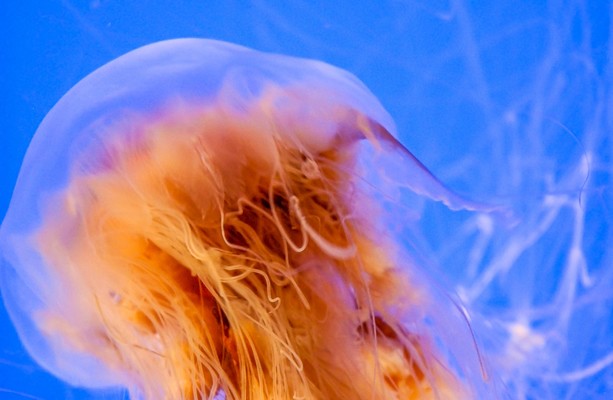 Dublin Ironman organisers 'monitoring' presence of dangerous jellyfish ...