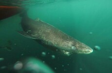 A 400-year-old Greenland shark has been found to be the world's oldest vertebrate