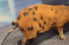 A pig did a shite on the floor of an RTÉ Radio 1 studio live on air this morning