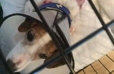 Chemicals thrown over two dogs in separate Cork attacks