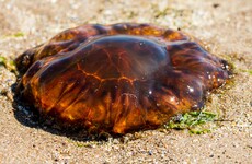 One of the world's biggest jellyfish has been spotted in Irish waters - but don't pee on it if you get stung