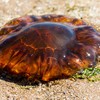 One of the world's biggest jellyfish has been spotted in Irish waters - but don't pee on it if you get stung