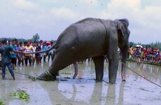 Elephant that travelled 1,700km from India to Bangladesh dies despite efforts to save him