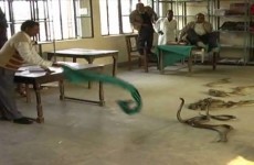 Snakes unleashed in Indian tax office in anti-bribery protest
