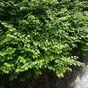 Cork social housing project delayed over Japanese knotweed