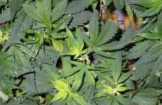 €400,000 of cannabis plants found growing in industrial unit