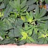 €400,000 of cannabis plants found growing in industrial unit