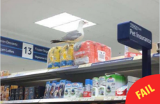 This Tesco had to be evacuated after an angry seagull took over the pet food aisle