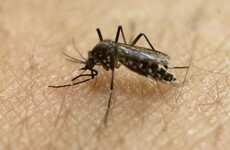 Zika: Five new cases in tourist hotspot Miami Beach