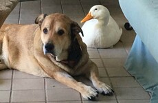 This duck cheering up a heartbroken dog is melting hearts on Facebook