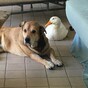 This duck cheering up a heartbroken dog is melting hearts on Facebook
