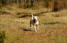 Hunter shot in buttocks - by his own dog