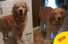 This mam made a cardboard cut out of the family dog for her son to take to college