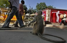 Commonwealth Games unveil secret policing weapon... monkeys