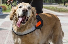 Teenage boy awarded €5,500 after management stops him bringing assistance dog to school