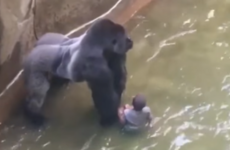 The devoted internet followers of Harambe the gorilla (RIP) have forced Cincinnati Zoo offline