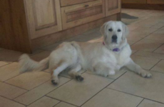 A dog set to star in an RTÉ show has gone missing