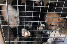DSPCA slams 'horrific' puppy trafficking after 23 dogs are seized at Dublin Port