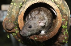 Reports of Dublin rat sightings 'something we'd better get used to'