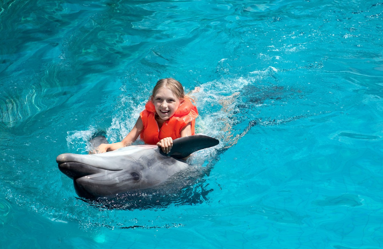 Hawaiis Banning People From Swimming With Dolphins Tour Operators