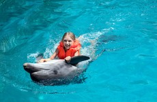 Hawaii's banning people from swimming with dolphins. Tour operators aren't happy