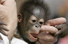It’s Friday, so here’s a slideshow of orangutans from around the world