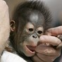 It’s Friday, so here’s a slideshow of orangutans from around the world
