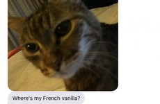 Everyone's loving this family's ridiculous conversation about their cat's nightly routine