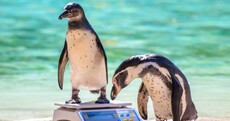 PHOTOS: London Zoo is doing its annual weigh-in