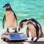 PHOTOS: London Zoo is doing its annual weigh-in