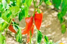 How to get red hot chilli peppers to behave in your garden