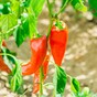 How to get red hot chilli peppers to behave in your garden