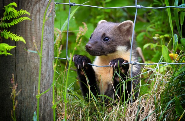 What do pine martens 2024 eat in the wild