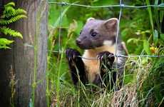 Suggestion pine martens will attack young children 'alarmist and irresponsible'