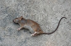 Dead rat thrown into Dublin City Council offices during protests