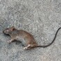 Dead rat thrown into Dublin City Council offices during protests