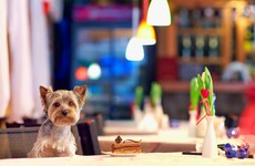 Poll: Should dogs be allowed in pubs and restaurants?