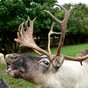Over 300 wild Norwegian reindeer killed by lightning