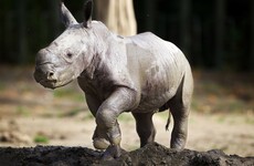 Rhino from an under-threat species is born at Dublin Zoo