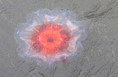 There's been a rise in sightings of this dangerous jellyfish off Dublin
