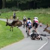 Stag knocks cyclist off his bike during Phoenix Park race