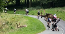 Triathlete who was knocked off bike by Phoenix Park stag qualifies for World Championships
