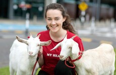 Forty cows, 260 pigs and 200 goats will be getting on a plane from Shannon Airport to Rwanda