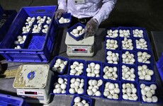 'The first Irish casualty of Brexit': 60 jobs lost in Tipperary as mushroom factory closes