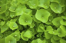 Claytonia: Not a metal band - a super-food you can grow in your back garden