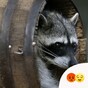 Woman could face charges after slamming dead raccoon against window