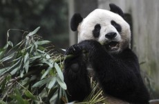 Two giant pandas from China land in Scotland