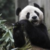 Two giant pandas from China land in Scotland