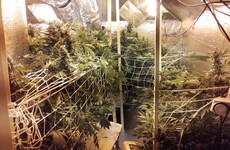 Two women detained as Gardaí seize €150,000 worth of cannabis