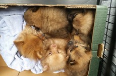 Gardaí rescue five Pomeranian puppies from van on way to England
